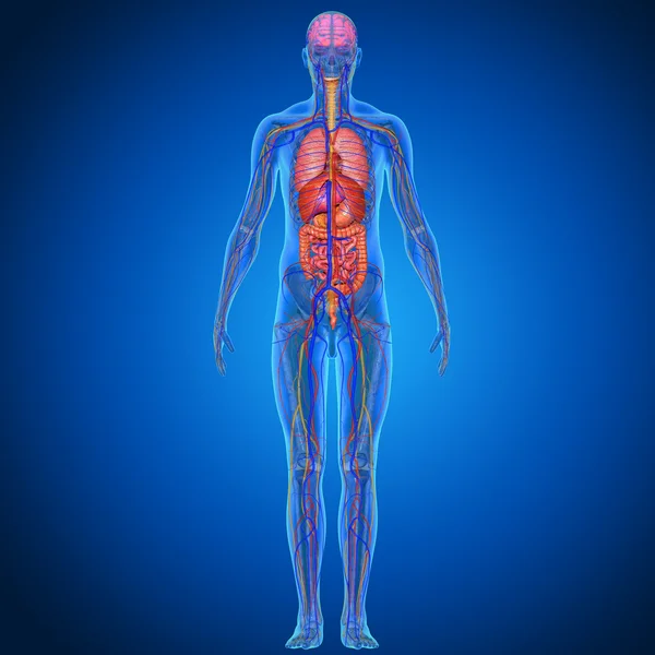 在蓝色背景上的人体解剖学 — 图库照片