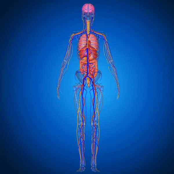 Mavi arka plan üzerinde insan anatomisi — Stok fotoğraf