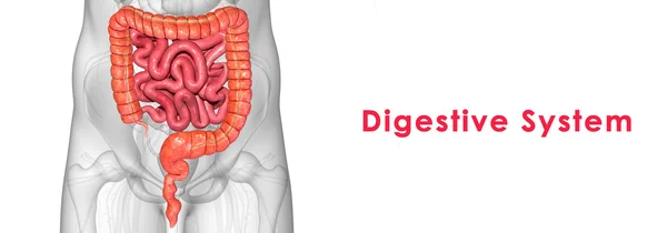 Sistema digestivo — Foto de Stock