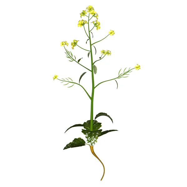 Mustard Plant — Stock Photo, Image