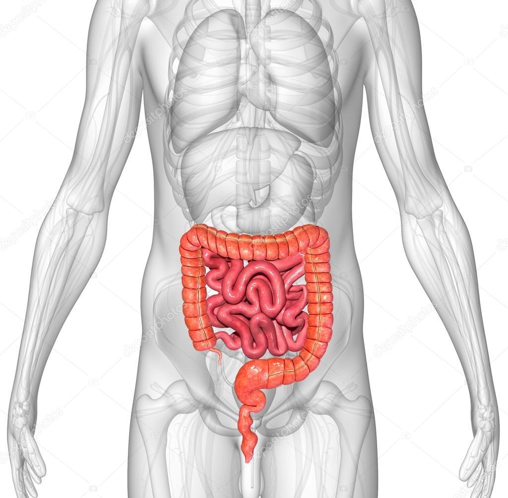 Small and large intestine