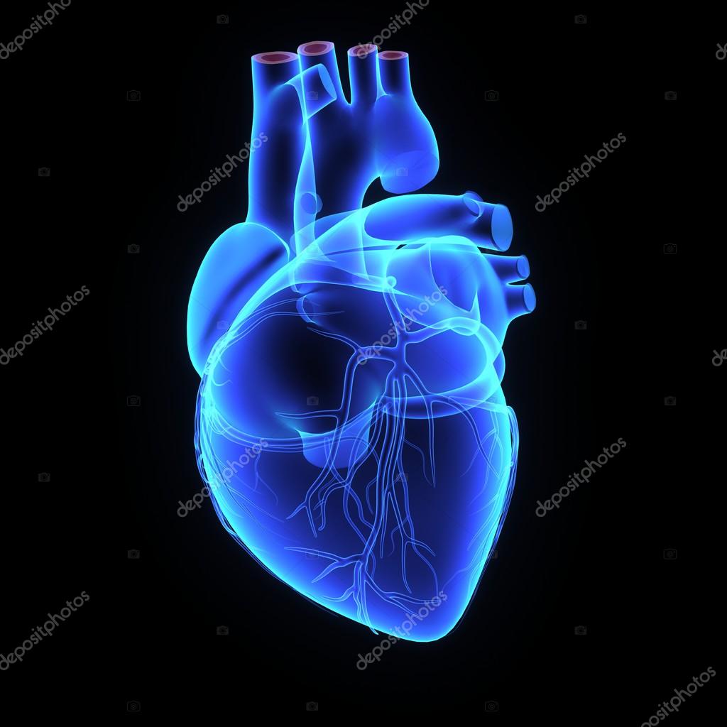 Incredible Compilation of 999+ Human Heart Images in Full 4K