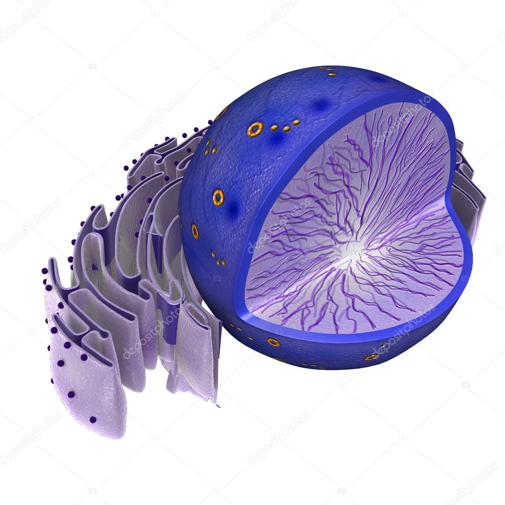 Blue Nucleus illustration