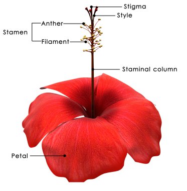 Hibiscus flower diagram