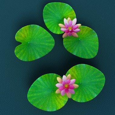 Nymphaea, lotus flowers and leaves