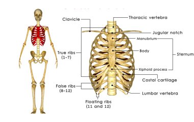 Skeleton of thorax anatomy