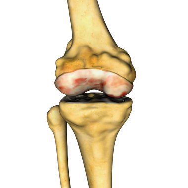 Diz eklem anatomisi