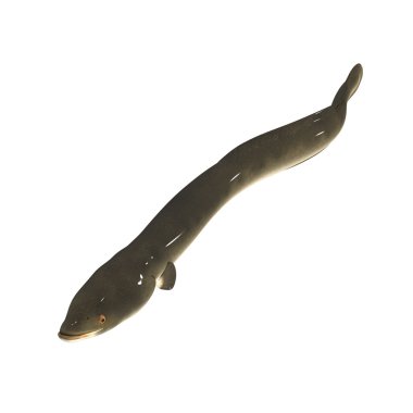 Anguilla, American eel fish clipart
