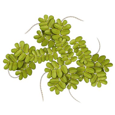 Azolla green leaves clipart