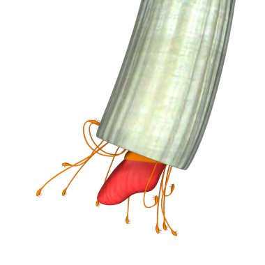 Denizdişi, deniz scaphopod yumuşakça