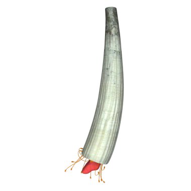 Denizdişi, deniz scaphopod yumuşakça