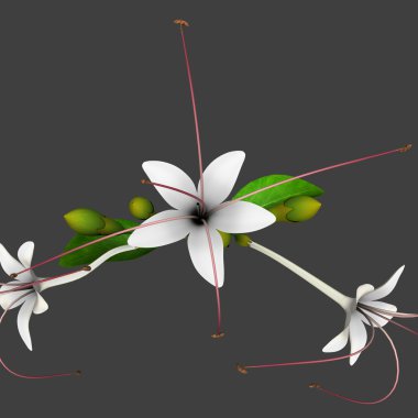 Clerodendrum yaprak ve çiçek