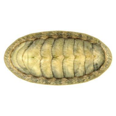 Chiton