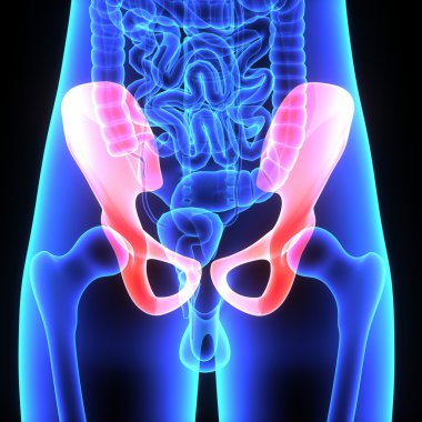 Pelvik kalça anatomisi