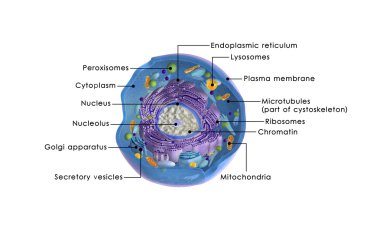 Animal Cell structure clipart