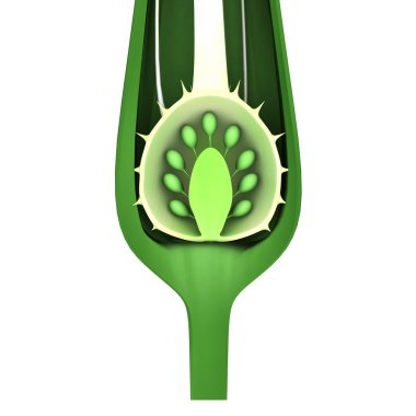 Datura yumurtalık