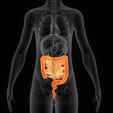 Large intestine anatomy clipart