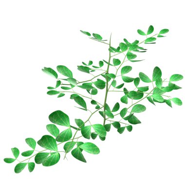 Bifoliate