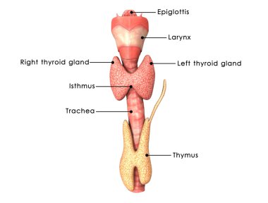 Tiroid bezlerinin anatomisi