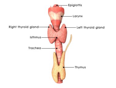 Thyroid glands anatomy clipart