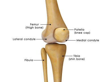knee joint anatomy clipart