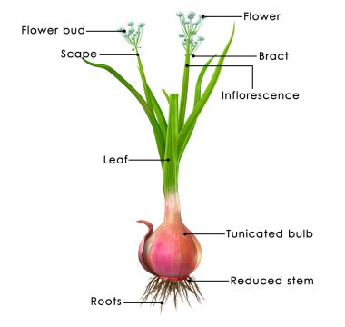 Allium cepa
