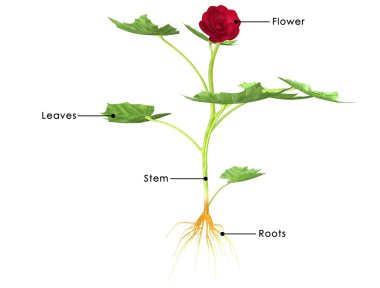 Begonya tesisi diyagramı