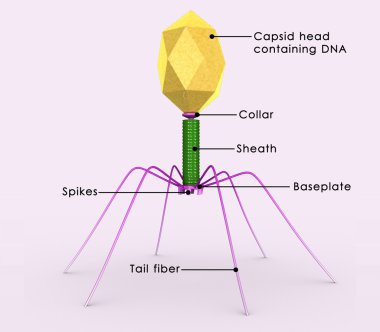 Bacteriophage virus diagram clipart