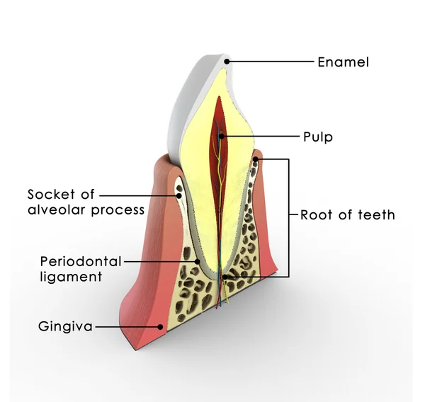 Menselijke tand structuur. — Stockfoto