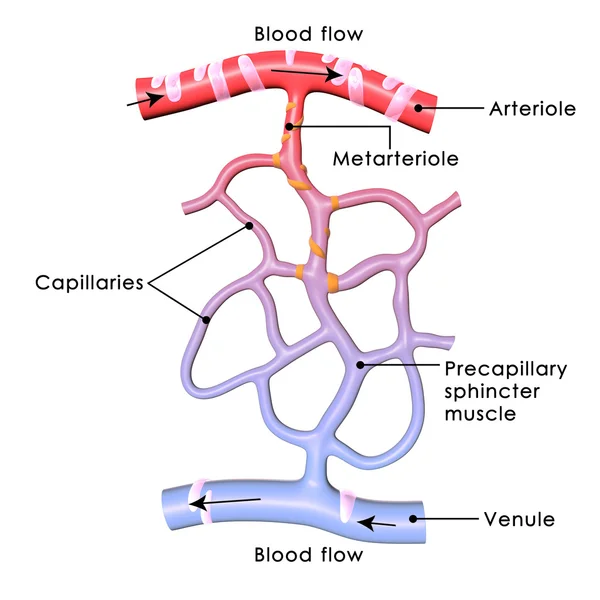 Capillary — Stock Photo, Image