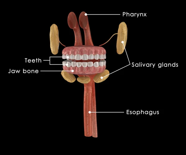 Anatomie des menschlichen Mundes — Stockfoto