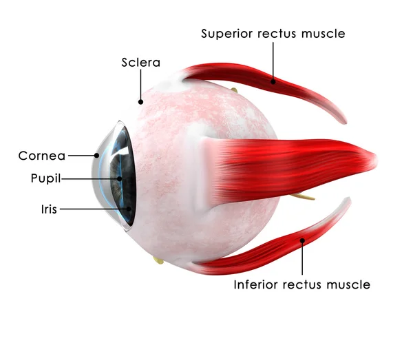 Eye ball anatomy — 스톡 사진