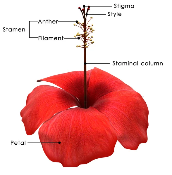 Hibiscus flower diagram — Stock Photo, Image