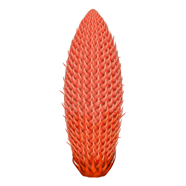 Cycas male cone