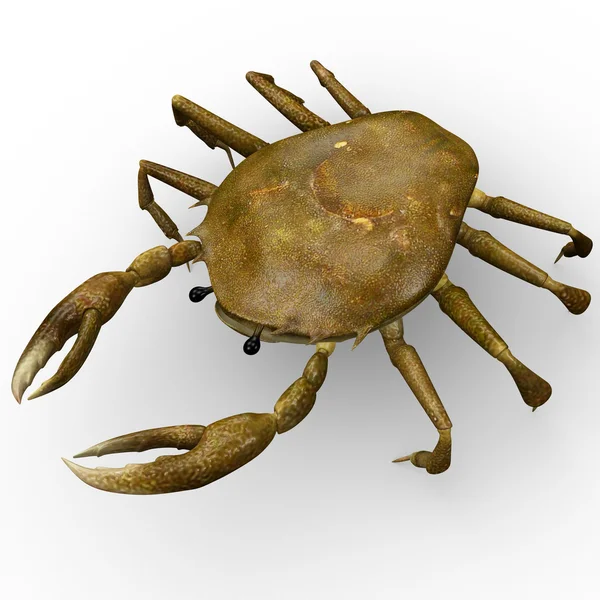 Crab, sea creature — Stock Photo, Image