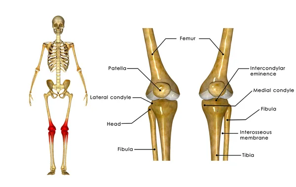 Knees joints anatomy — Φωτογραφία Αρχείου