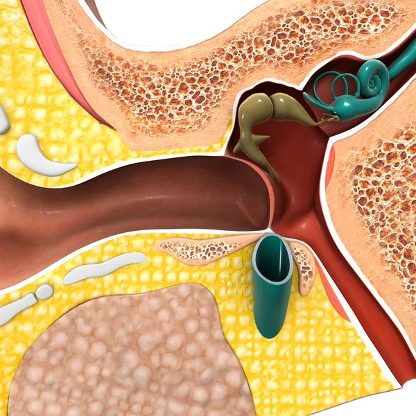 Anatomía del oído humano . — Foto de Stock