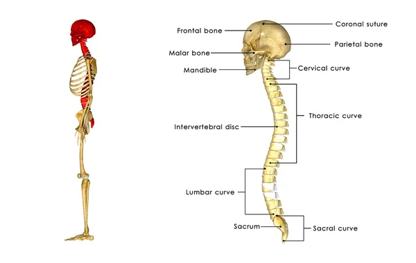 Osso dorsal com anatomia do crânio — Fotografia de Stock