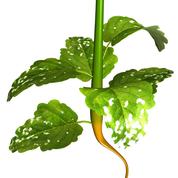 Senap växt med blad — Stockfoto