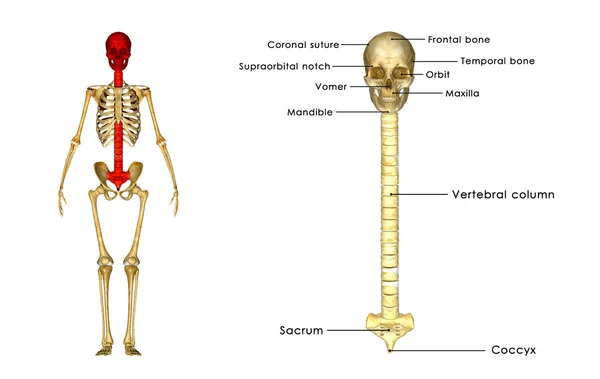 Osso dorsal com anatomia do crânio — Fotografia de Stock