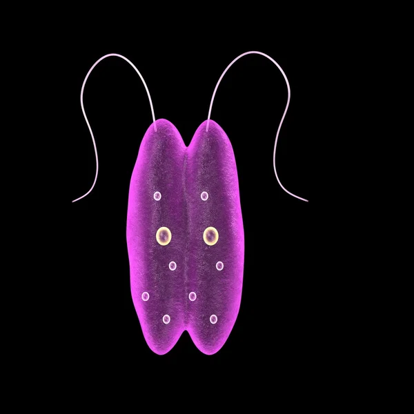 Leishmania — Foto Stock