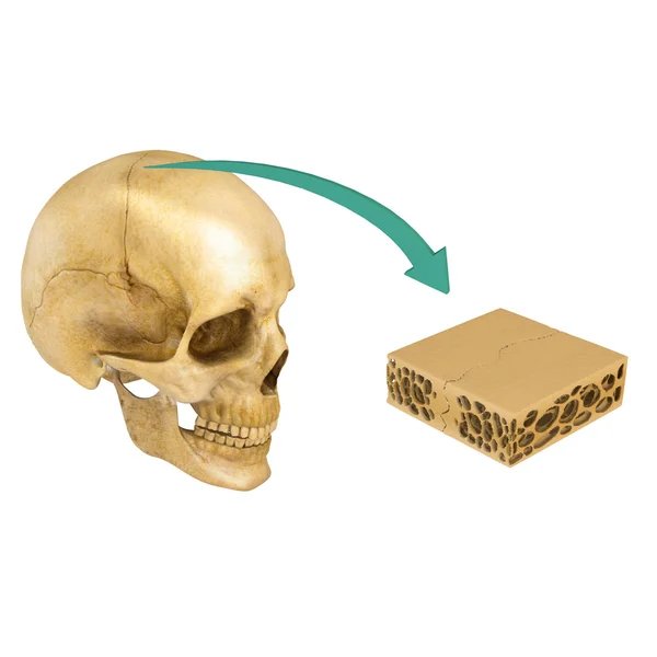 두개골의 봉합 뼈 — 스톡 사진