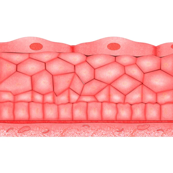 Compound epithelium — Stock Photo, Image