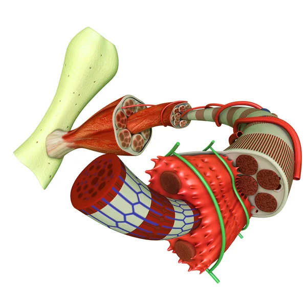 肌肉组织解剖 — 图库照片