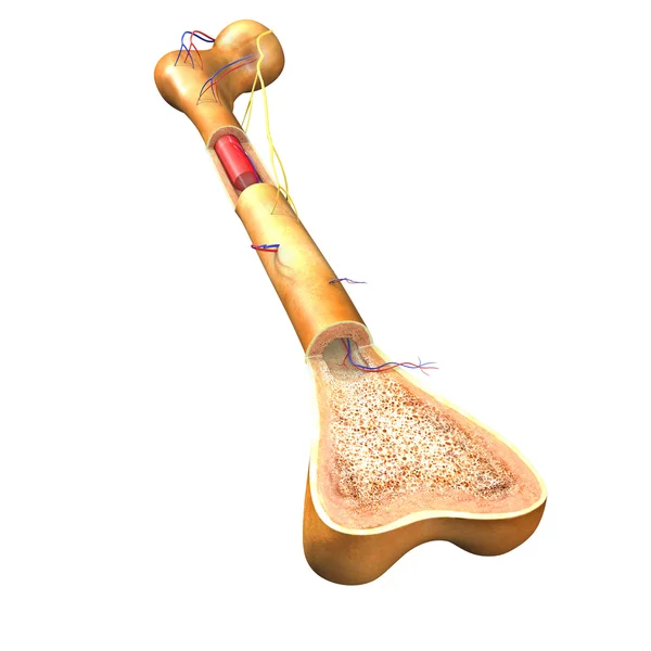 Structure of bone anatomy — ストック写真