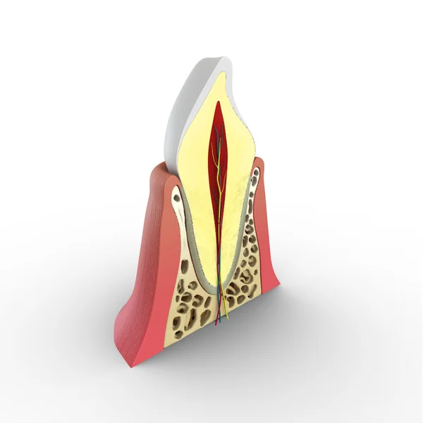 Estrutura dos dentes humanos . — Fotografia de Stock