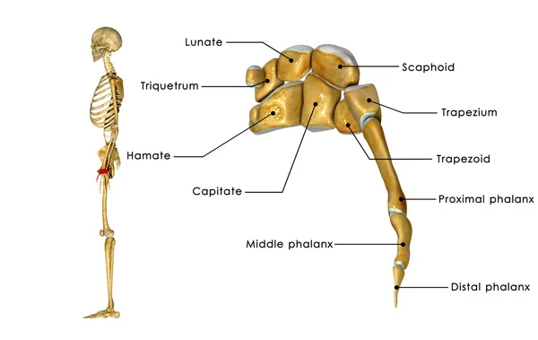 腕关节的解剖 — 图库照片
