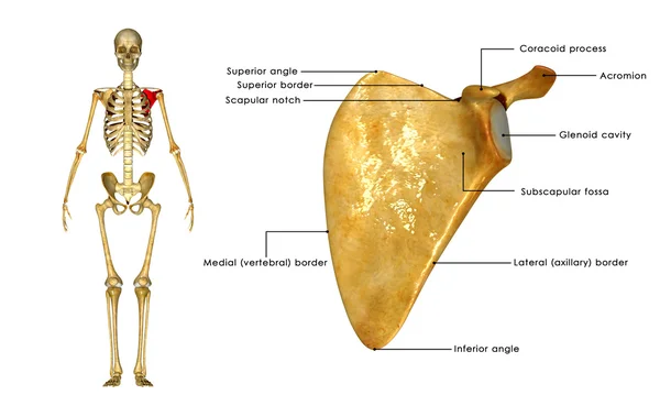 Anatomia człowieka łopatki — Zdjęcie stockowe