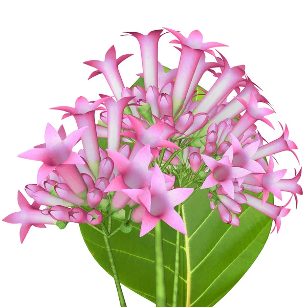 Cinchona pink flowers — Stock Photo, Image