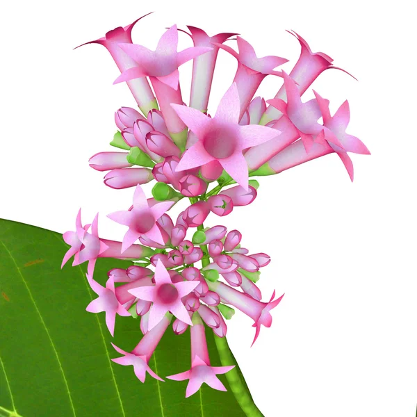 Cinchona pink flowers — Stock Photo, Image